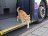 Ένας γάτος που λατρεύει το λεωφορείο