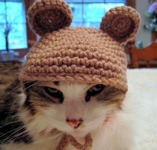 teddy bear hat for cat