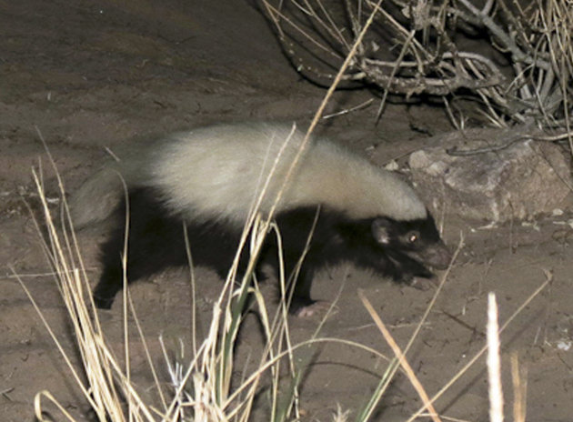 A hog-nosed skunk is seen near a campsite in the Grand Canyon in Arizona in this photo made on Aug. 4, 2012. A river guide familiar with animals in the Canyon spotted the skunk - not known to the area - and now park officials are deciding whether to add it to the list of species found in the park or ignore it as just another animal passing through. (AP Photo/Jen Hiebert)