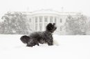First Paws: A History of Presidential Pets