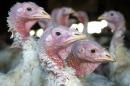 FILE - In this Nov. 2, 2005 file photo, turkeys are pictured at a turkey farm near Sauk Centre , Minn. A dangerous strain of avian influenza has turned up in turkey flocks in Minnesota and Missouri. The disease is carried by wild waterfowl, and authorities are trying to determine how the commercial flocks became infected. (AP Photo/Janet Hostetter,File)
