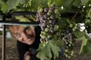 In this photo taken Friday, July 26, 2013, assistant winemaker and viticulturist Nathalie Jure Buckland looks at veraison, the onset of ripening, taking place on Cabernet Sauvignon grapes at Opus One winery in Oakville, Calif. One thing that is certain about the weather in California's premiere wine grape-growing region is that there is no such thing as normal, and 2013 is living up to that adage. After dealing with cool temperatures in three of the past four years that slowed ripening and kept grapes hanging on the vine until the fall rainy season threated, growers in Napa Valley are dealing with an opposite challenge. (AP Photo/Eric Risberg)