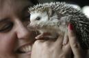 In this May 6, 2014 photo hedgehog breeder and trainer Jennifer Crespo, of Gardner, Mass., holds "Circus," a one-year-old pet hedgehog, at her home in Gardner, Mass. Hedgehogs are steadily growing in popularity across the United States, despite laws in at least six states banning or restricting them as pets. (AP Photo/Steven Senne)