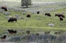 File photo of a herd of bison grazing in Lamar Valley in Yellowstone National Park