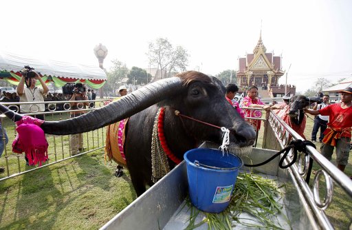 A male water buffalo is pictured in its pen as its bride is led to it during a water buffalo wedding ceremony ahead of Valentines' Day in the ancient Thai capital of Ayutthaya