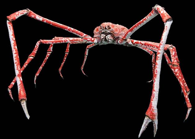 Cua tiền sử khổng lồ hay 'quái vật nhện' dưới đáy biển?