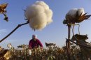 File photo of a farmer picking cotton from a field in Hami