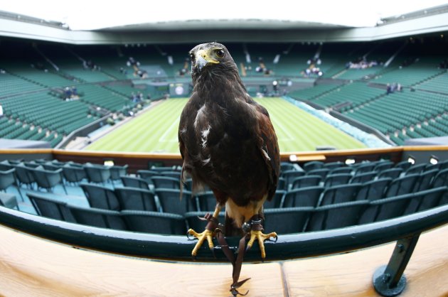 Rufus the Hawk clears Wimbledon as record crowds queue up