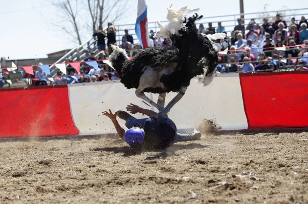تصاویری از مسابقات شتر مرغ سواری  سالیانه در آریزونا.جندی شاپور البرز