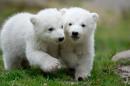 Two 14-week old polar bear twins explore their enclosure at the Hellabrunn zoo in Munich, Germany, Wednesday, March 19, 2014. The cubs who were born on Dec. 9, 2013 were presented to the public for the first time. (AP Photo/dpa, Sven Hoppe)