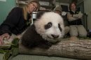 Panda Cub Hits 'Terrible Toddler' Stage
