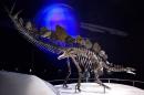 A staff member poses next to the world's most complete Stegosaurus skeleton at the Natural History Museum in London on December 3, 2014