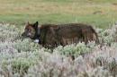 This May 17, 2014 photo from Wolves of the Rockies shows a black female wolf known as 889F wearing a satellite tracking colla,r in the Lamar Valley of Yellowstone National Park, Wyo. This black female wolf has a white and black satellite collar on her neck. Government researchers have lost their license to a set of radio frequencies used to track more than 100 radio-collared wolves and elk at Yellowstone. Yellowstone biologist Doug Smith said Thursday, July 2, 2015 that new licensee NorthWestern Energy is letting the research work continue, allowing the park to avoid more than $450,000 in estimated costs to restart the program.(Wolves of the Rockies via AP)