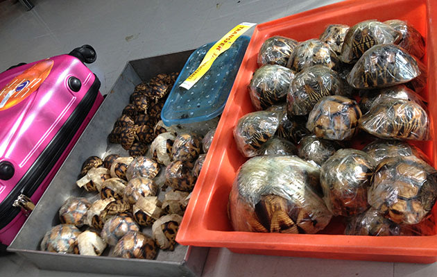 Rare tortoises discovered in luggage (P.Tansom/TRAFFIC)