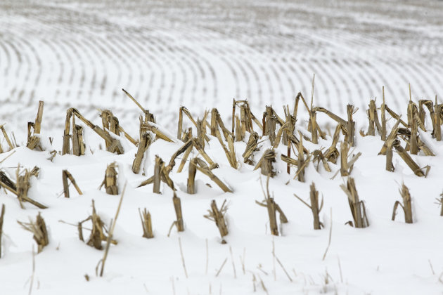 In this Dec. 28, 2012 photo, corn stalks stand in a snowy field near La Vista, Neb. Despite getting some big storms in December, much of the U.S. is still desperate for relief from the nation’s longest dry spell in decades. And experts say it will take an absurd amount of snow to ease the woes of farmers and ranchers. (AP Photo/Nati Harnik)