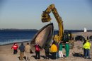 Researches use heavy machinery to perform a necropsy on a dead finback whale in the Queens borough region of Breezy Point