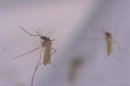 Health officials: First human case of West Nile virus reported in Montgomery County