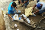 Paleontologistas encontram ossos de mastodonte em El Salvador, 15 de março, 2013