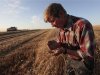 An employee inspects wheat in a field of the "Svetlolobovskoye" farm outside the village of Svetlolobovo
