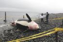 A pregnant killer whale, surrounded by security tape, lies dead on a beach in Courtenay