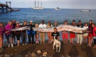 Giant Oarfish 'Sea Serpent' Found Off California