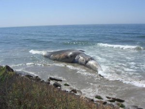 10-Inch-Long Earwax Plug Reveals Blue Whale's Life History