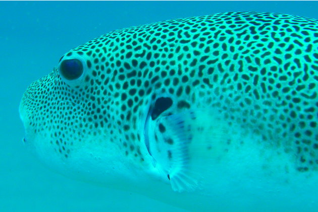 The colourings of this Spotted Puffer Fish brings to mind the coat and camouflage of leopards and cheetahs.