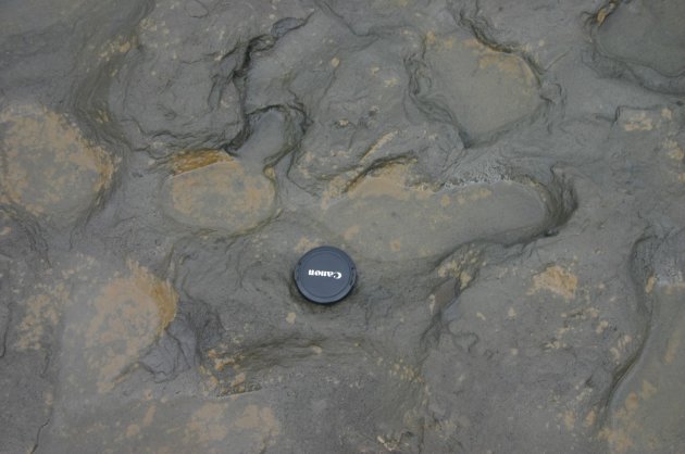 Undated handout photo issued by the British Museum Friday Feb. 7, 2014 of some of the human footprints, thought to be more than 800,000 years old, found in silt on the beach at Happisburgh on the Norfolk coast of England, with a camera lens cap laid beside them to indicate scale. (AP Photo/British Museum)
