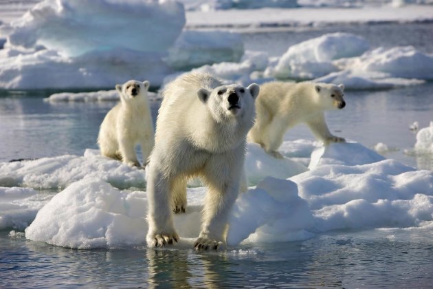 In this undated image released by Discovery Channel, a mother polar bear and two cubs are shown during the filming of Discovery Channel's documentary series "Frozen Planet," premiering March 18, 2012. The series will encompass seven episodes including a program on climate change hosted by David Attenborough. (AP Photo/Discovery Channel, Chadden Hunter)