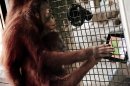 Photos: National Zoo hands out iPads ... to the orangutans