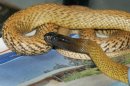 世界最毒蛇吻澳洲男 幸運保命.