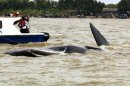 The 11-metre (36-feet) whale had been stuck near Pakis Jaya beach since July 25