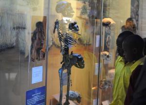School children look at early-man skeleton fossils …