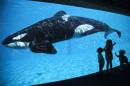 Young children get a close-up view of an Orca killer whale during a visit to the animal theme park SeaWorld in San Diego, California
