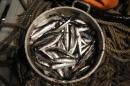 Pot filled with anchovies is seen aboard a fishing boat at the Pacific Ocean