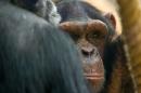 An animal rights group filed a criminal complaint Thursday against a Spanish zoo after two chimpanzees named Adam and Eve that escaped from the facility died, one shot by police