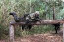 US Marines navigate an obstacle course wearing protective chemical biological gear November 1, 2001 at Camp Geiger, North Carolina