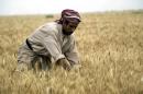 An Iraqi man collects the wheat harvest in Al-Azeir, on May 2, 2007