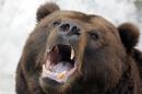 One of the handful of brown bears in the Italian alps has died after being tranquilised