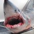 Shark Fisherman 'Shaken' After Narrow Escape