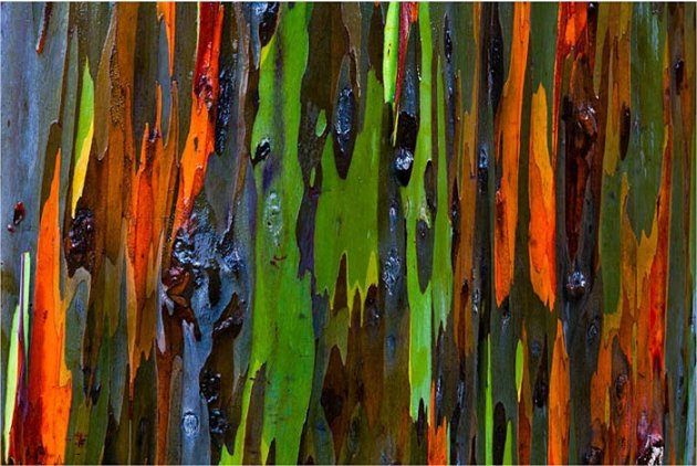 Những hình ảnh kỳ lạ về cây có 7 màu sắc
