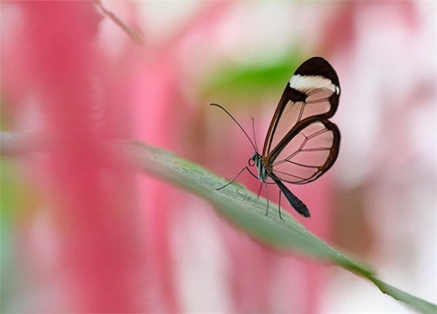 Ngất ngây vẻ đẹp của bướm …