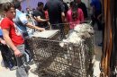 Baghdad's Al-Ghazel animal market