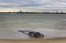 A deceased beached whale lies on a beach with the skyline of New York rising behind it in the Queens borough region of Breezy Point, New York