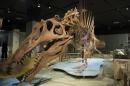 A full-sized skeletal model of a Spinosaurus, the largest predatory dinosaur ever to roam the Earth, is seen in a new exhibit at the National Geographic Museum in Washington, DC on September 11, 2014