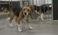 Beagles Freed By Activists From Brazil Lab