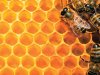 «Γλυκειά» κλοπή ρεκόρ - έκαναν φτερά 28 τόνοι μέλι