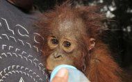 Anak Orangutan Dipukuli Lalu Jari Manisnya Dipotong
