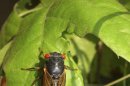 Handout photo of a Magicicada septendecim cicada at Pipestem State Park, West Virginia