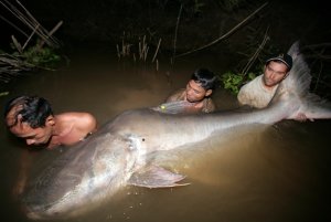 Meet the Man Who Stalks the World's Biggest Fish